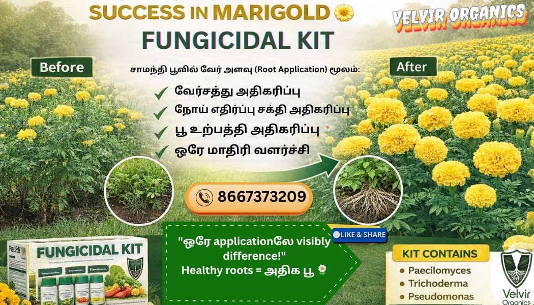 Fungicidal Kit ( Small )